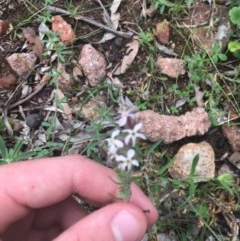 Silene gallica var. gallica (French Catchfly) at O'Malley, ACT - 24 Oct 2020 by Tapirlord