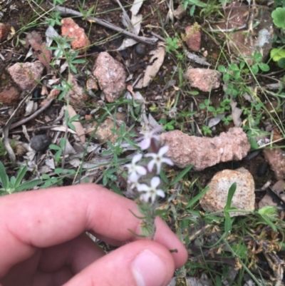 Silene gallica var. gallica (French Catchfly) at Mount Mugga Mugga - 24 Oct 2020 by Tapirlord