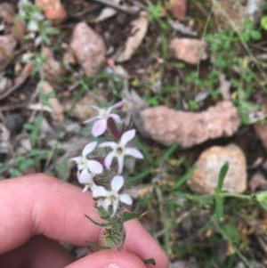 Silene gallica var. gallica at O'Malley, ACT - 24 Oct 2020