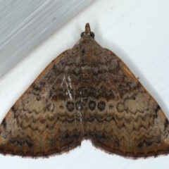 Chrysolarentia mecynata (Mecynata Carpet Moth) at Ainslie, ACT - 23 Oct 2020 by jb2602