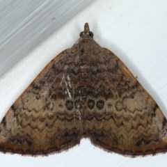 Chrysolarentia mecynata (Mecynata Carpet Moth) at Ainslie, ACT - 23 Oct 2020 by jbromilow50