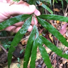 Pteris umbrosa (Jungle Brake) at Budderoo, NSW - 23 Oct 2020 by WattaWanderer