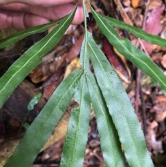 Pteris umbrosa at Budderoo, NSW - 24 Oct 2020