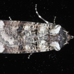 Agrotis porphyricollis (Variable Cutworm) at Ainslie, ACT - 23 Oct 2020 by jb2602