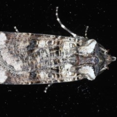 Agrotis porphyricollis (Variable Cutworm) at Ainslie, ACT - 23 Oct 2020 by jb2602