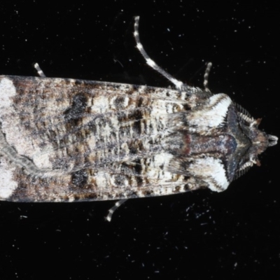 Agrotis porphyricollis (Variable Cutworm) at Ainslie, ACT - 23 Oct 2020 by jbromilow50