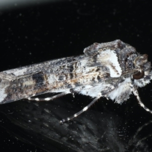 Agrotis porphyricollis at Ainslie, ACT - 23 Oct 2020