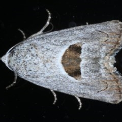 Armactica conchidia (Conchidia Moth) at Ainslie, ACT - 23 Oct 2020 by jb2602