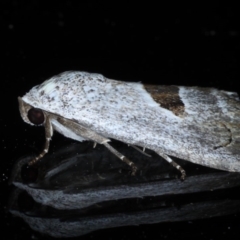 Armactica conchidia at Ainslie, ACT - 23 Oct 2020