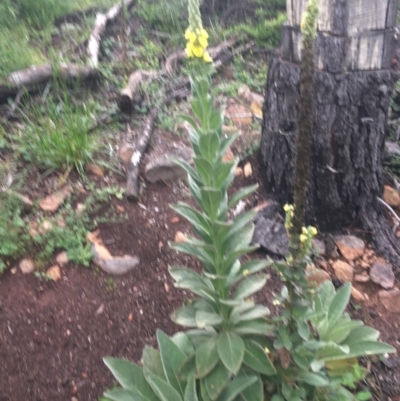Verbascum thapsus subsp. thapsus (Great Mullein, Aaron's Rod) at Mount Mugga Mugga - 24 Oct 2020 by Tapirlord