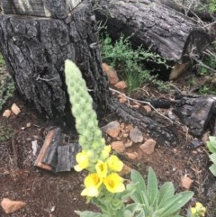 Verbascum thapsus subsp. thapsus at O'Malley, ACT - 24 Oct 2020