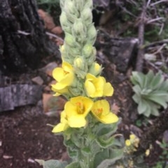 Verbascum thapsus subsp. thapsus at O'Malley, ACT - 24 Oct 2020