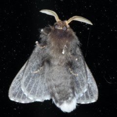 Symphyta nyctopis (A Bombycoid Moth (Lasiocampinae)) at Ainslie, ACT - 23 Oct 2020 by jb2602