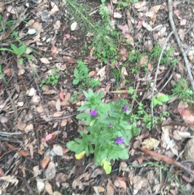Echium plantagineum (Paterson's Curse) at Garran, ACT - 24 Oct 2020 by Tapirlord