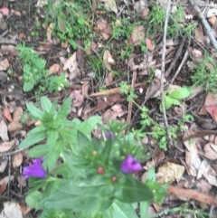 Echium plantagineum at Garran, ACT - 24 Oct 2020