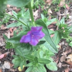 Echium plantagineum at Garran, ACT - 24 Oct 2020