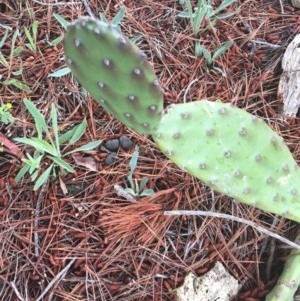 Opuntia stricta at O'Malley, ACT - 24 Oct 2020