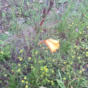 Oenothera stricta subsp. stricta at Red Hill, ACT - 24 Oct 2020