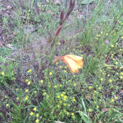 Oenothera stricta subsp. stricta (Common Evening Primrose) at Red Hill, ACT - 24 Oct 2020 by Tapirlord