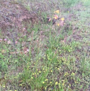 Oenothera stricta subsp. stricta at Red Hill, ACT - 24 Oct 2020