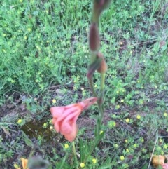 Oenothera stricta subsp. stricta at Red Hill, ACT - 24 Oct 2020