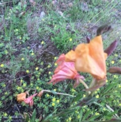 Oenothera stricta subsp. stricta at Red Hill, ACT - 24 Oct 2020