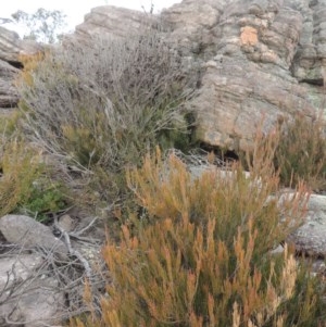 Allocasuarina nana at Bombala, NSW - 21 Jul 2020