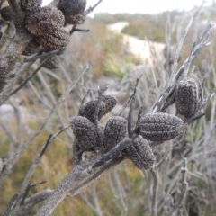 Allocasuarina nana at Bombala, NSW - 21 Jul 2020