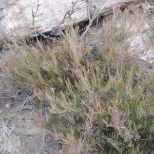 Allocasuarina nana at Bombala, NSW - 21 Jul 2020