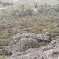 Allocasuarina nana at Bombala, NSW - 21 Jul 2020