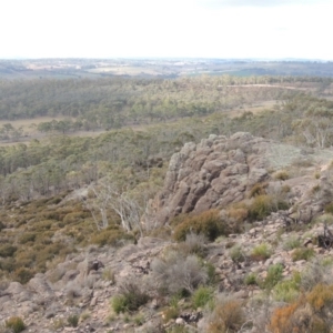 Allocasuarina nana at Bombala, NSW - 21 Jul 2020