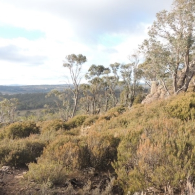 Allocasuarina nana (Dwarf She-oak) at Bombala, NSW - 21 Jul 2020 by michaelb