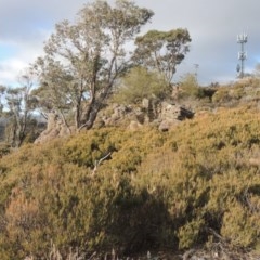 Allocasuarina nana at Bombala, NSW - 21 Jul 2020