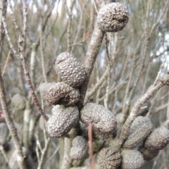 Allocasuarina nana at Bombala, NSW - 21 Jul 2020