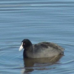 Fulica atra (Eurasian Coot) at Nimmitabel, NSW - 22 Jul 2020 by michaelb