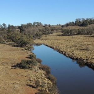 Poa labillardierei at Nimmitabel, NSW - 22 Jul 2020