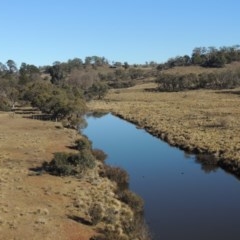 Poa labillardierei (Common Tussock Grass, River Tussock Grass) at Nimmitabel, NSW - 22 Jul 2020 by michaelb