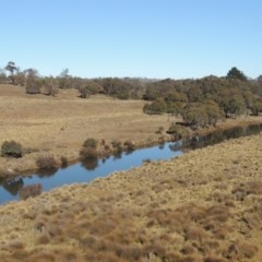 Poa labillardierei at Nimmitabel, NSW - 22 Jul 2020