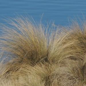 Poa labillardierei at Nimmitabel, NSW - 22 Jul 2020