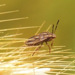 Pentatomoidea (superfamily) (Unidentified Shield or Stink bug) at Jerrabomberra, NSW - 23 Oct 2020 by Tmac