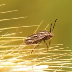 Pentatomoidea (superfamily) (Unidentified Shield or Stink bug) at QPRC LGA - 23 Oct 2020 by TmacPictures