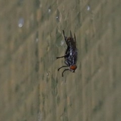 Sarcophagidae (family) (Unidentified flesh fly) at Wodonga, VIC - 25 Oct 2020 by KylieWaldon