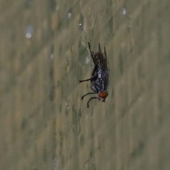 Sarcophagidae sp. (family) (Unidentified flesh fly) at Wodonga, VIC - 24 Oct 2020 by Kyliegw