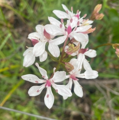 Burchardia umbellata (Milkmaids) at Mount Taylor - 24 Oct 2020 by Shazw