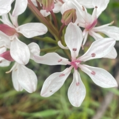 Burchardia umbellata at Kambah, ACT - 24 Oct 2020