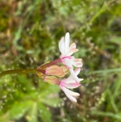 Burchardia umbellata at Kambah, ACT - 24 Oct 2020