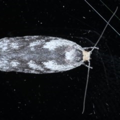 Phylomictis maligna (A Stenomatinae moth) at Ainslie, ACT - 23 Oct 2020 by jb2602