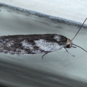 Phylomictis maligna at Ainslie, ACT - 23 Oct 2020