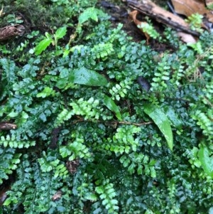 Arthropteris beckleri at Budderoo, NSW - 24 Oct 2020