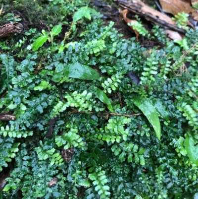 Arthropteris beckleri (Hairy Climbing Fishbone Fern) at Budderoo National Park - 23 Oct 2020 by WattaWanderer